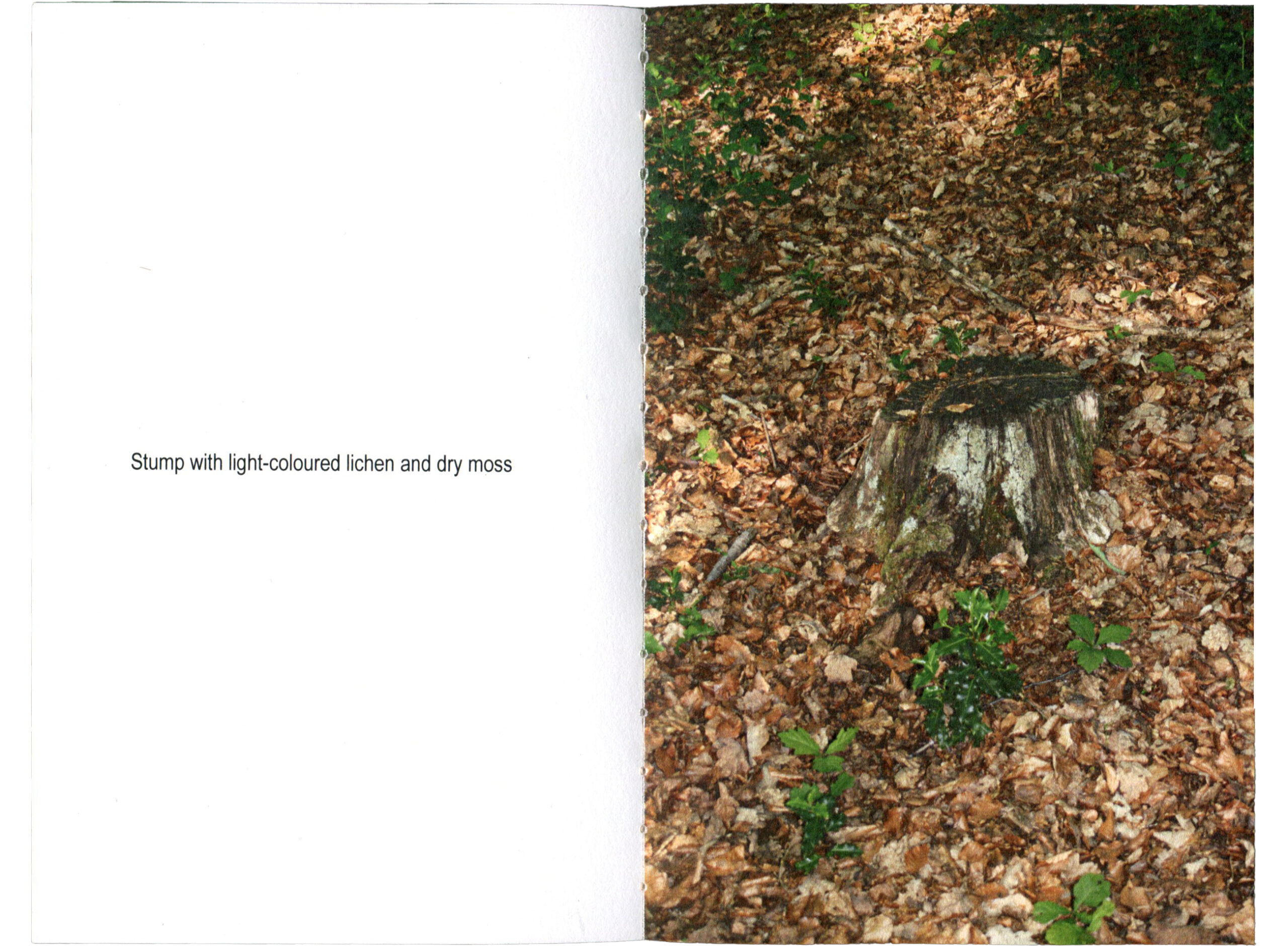 lookingatstumps-p1
