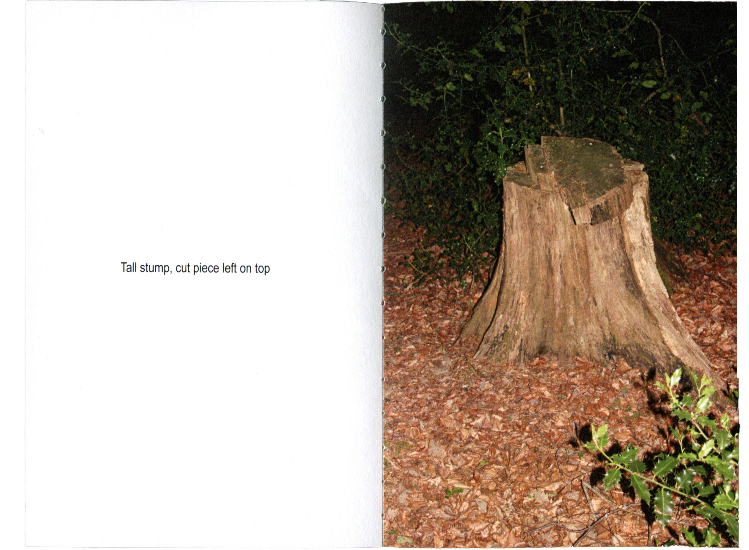 lookingatstumps-p3