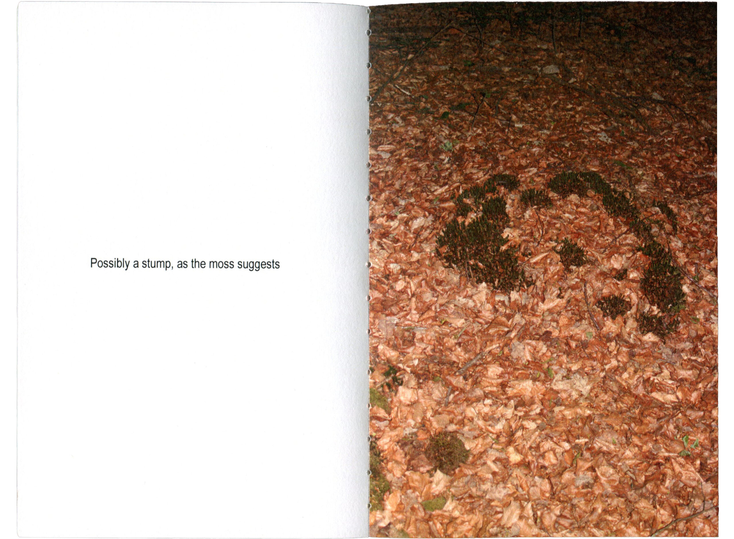 lookingatstumps-p5